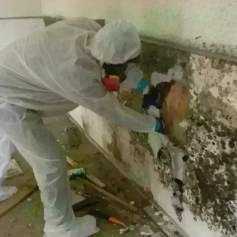 Mold Remediation and Removal in Meeker, CO